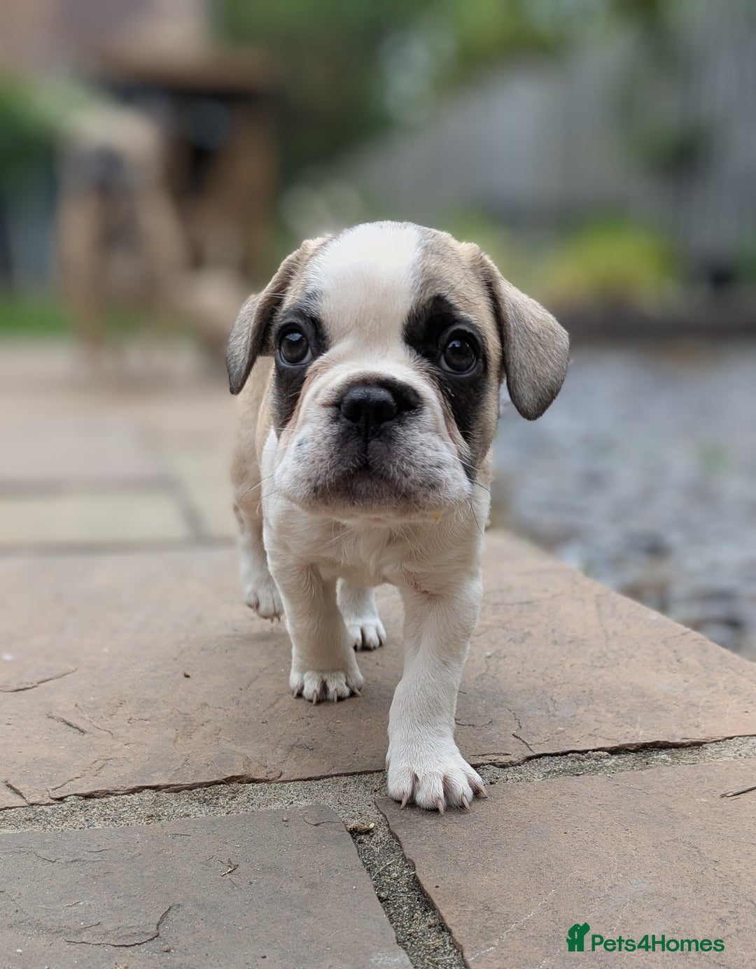 French Bulldog dogs for sale: REDUCED One Gorgeous Boy Frenchie left🐾 - Image 3