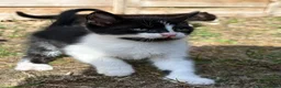 Domestic Shorthair cats for sale: Black and white kittens  - Advert 5