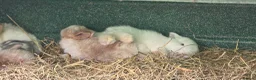 Mixed Breed rabbits for sale: Beautiful little of mixed giants  - Advert 5