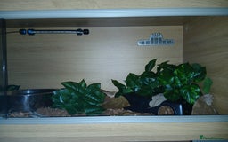 Python Snake reptiles for sale: Butter Special Royal Python W/full setup! - Image 3
