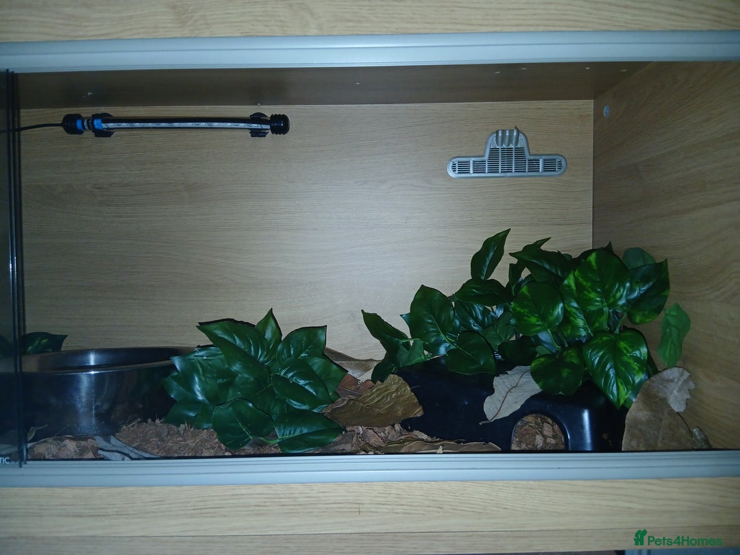 Python Snake reptiles for sale: Butter Special Royal Python W/full setup! - Image 3
