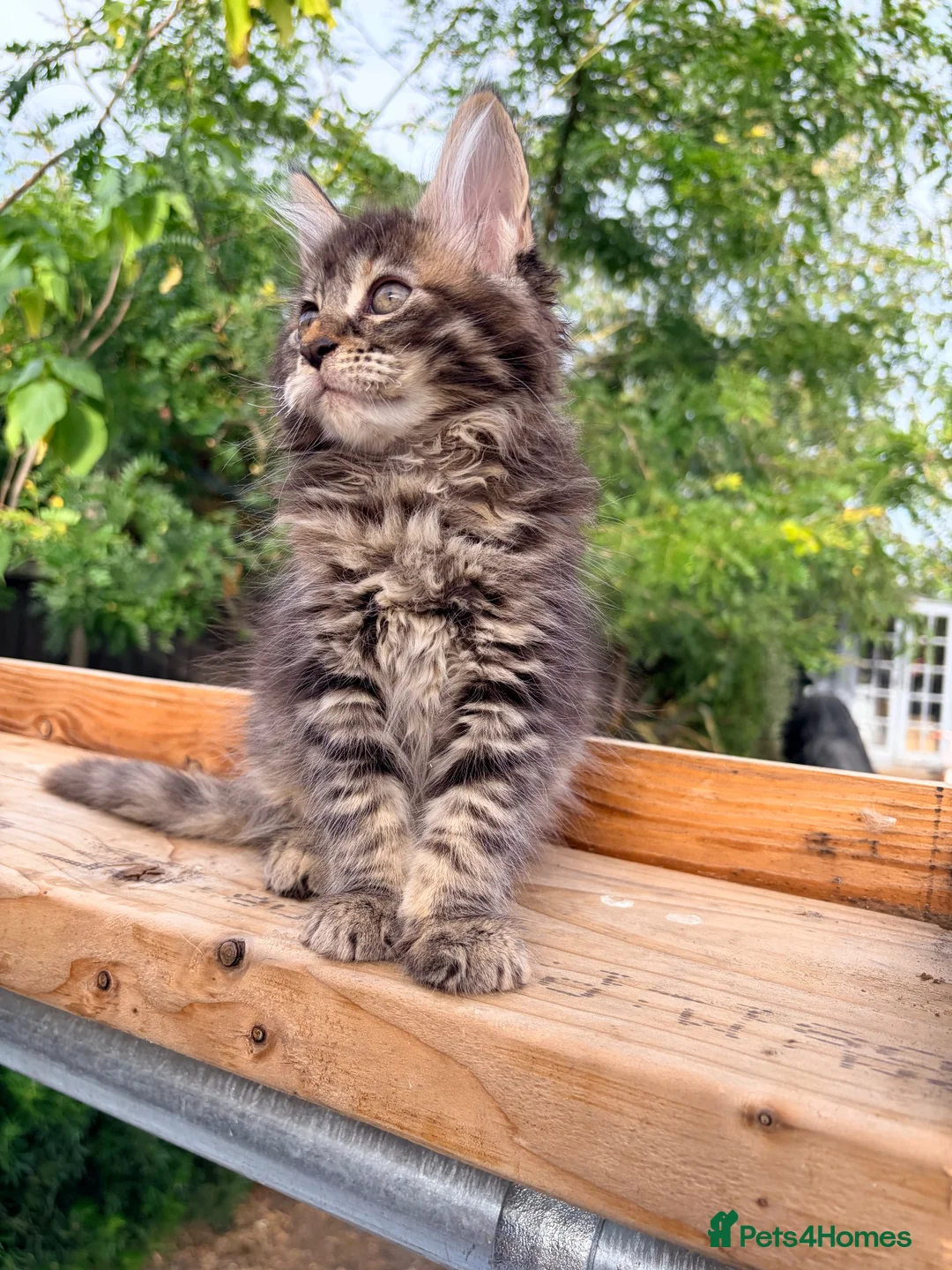 Maine Coon cats for sale: Stunning GCCF Maine Coons available  - Advert 38