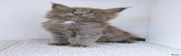Maine Coon cats for sale: Blue maine coon kittens -DNA health tested parents - Advert 35