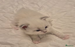 Ragdoll cats for sale: Beautiful ragdoll kittens  - Image 7