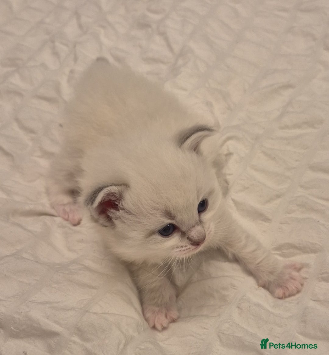 Ragdoll cats for sale: Beautiful ragdoll kittens  - Image 7