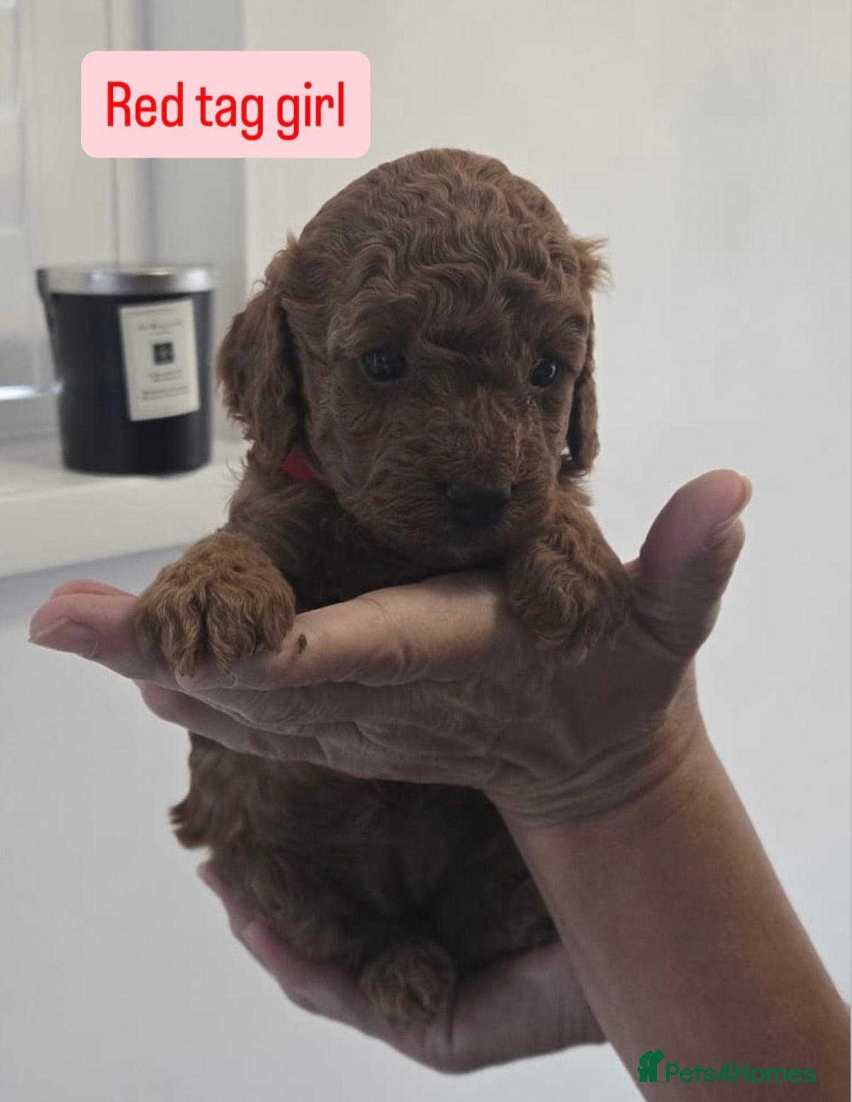 Cavapoo dogs Beautiful F1B Cavapoo Puppies - Advert 1