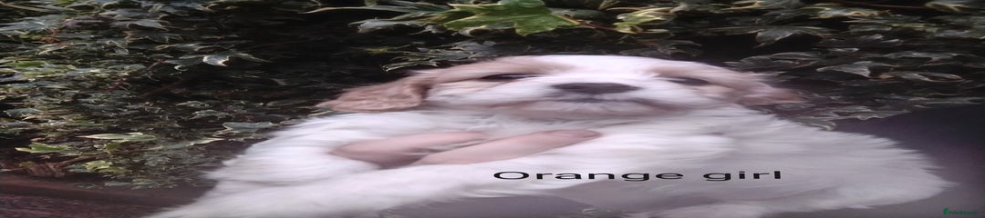 Orange girl