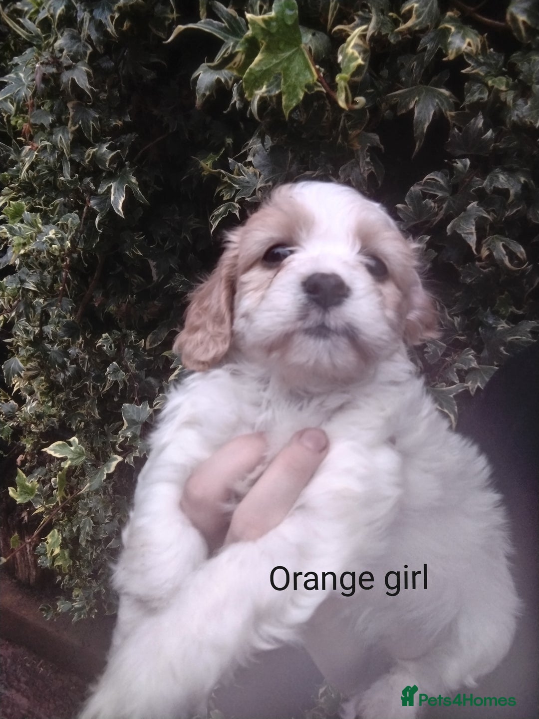 Cavachon dogs for sale: Gorgeous F1 cavachons for sale - Image 4