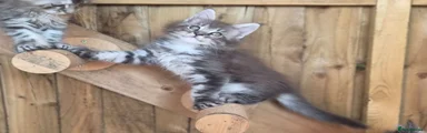 Blue Silver Tabby