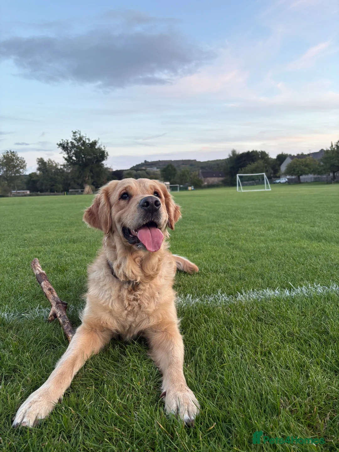 Golden Retriever dogs for sale: Beautiful KC registered golden retriever puppies❤️ in Stoke-on-Trent - Advert 10