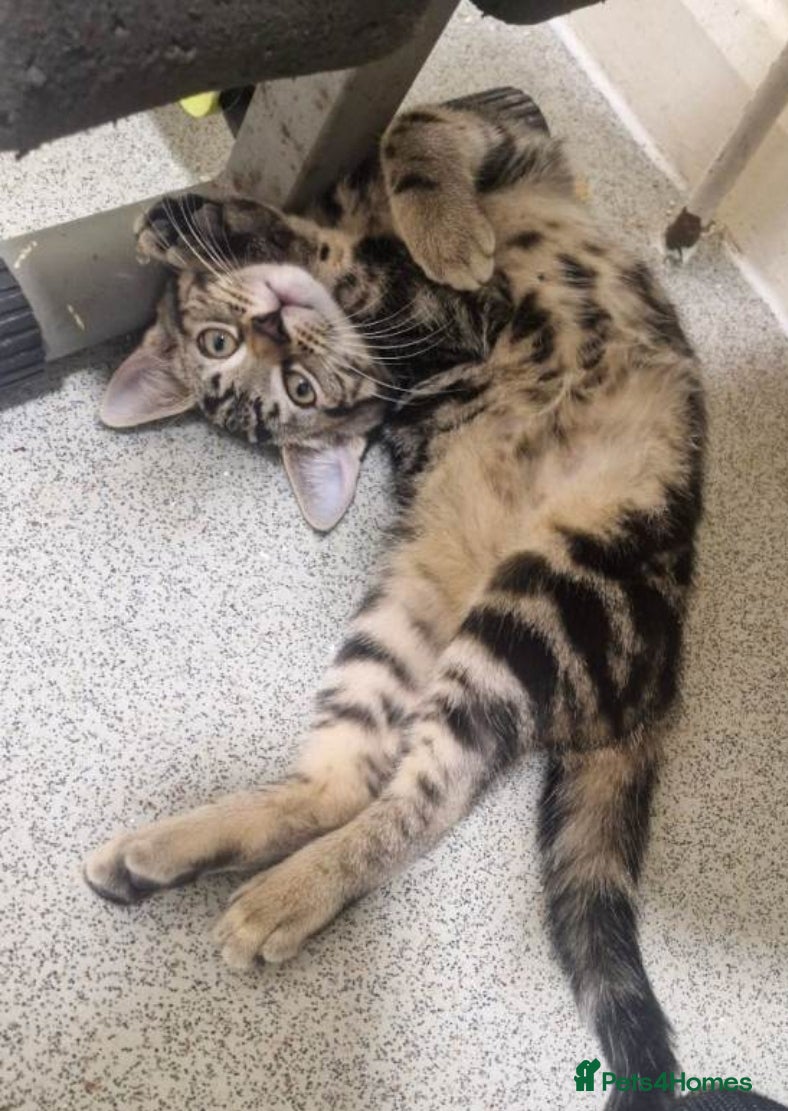 Mixed Breed cats Tabby kittens  - Advert 13