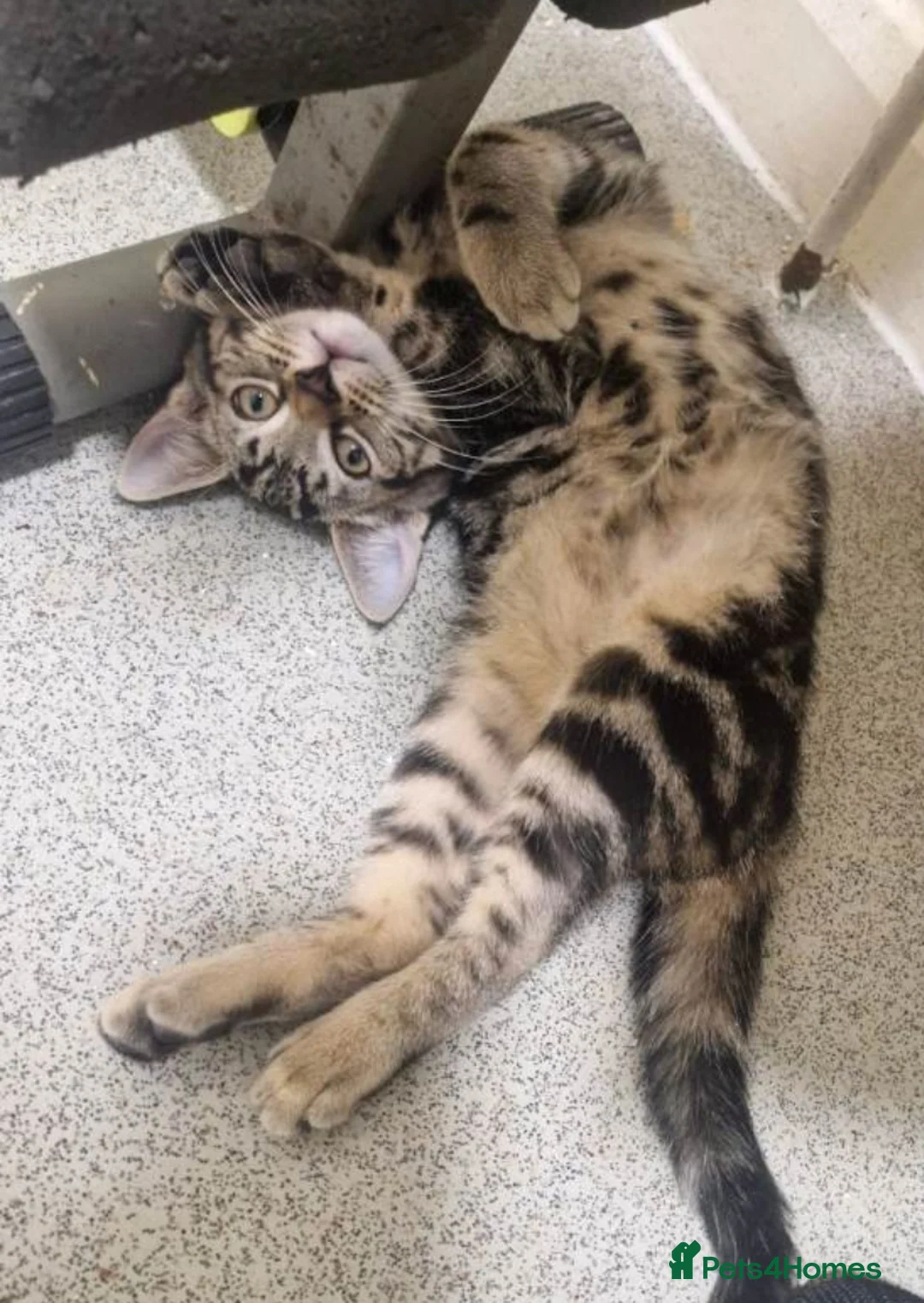 Mixed Breed cats for sale: Tabby kittens  - Advert 4