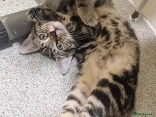 Mixed Breed cats Tabby kittens - Advert 13