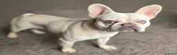 French Bulldog dogs for sale: Friendly &Loving 1 yr old french bulldog in Preston - Advert 3