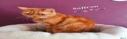 Exotic cats for sale: Chunky Gccf registered ( Lilac carrier boys - Advert 14