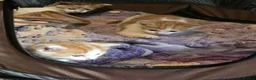 Mixed Breed cats for sale: 2 male kittens for sale  - Advert 6