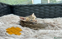 Bengal cats for sale: ❤️ PURE BENGAL KITTENS FOR RESERVATION! ❤️ in Birmingham - Image 26