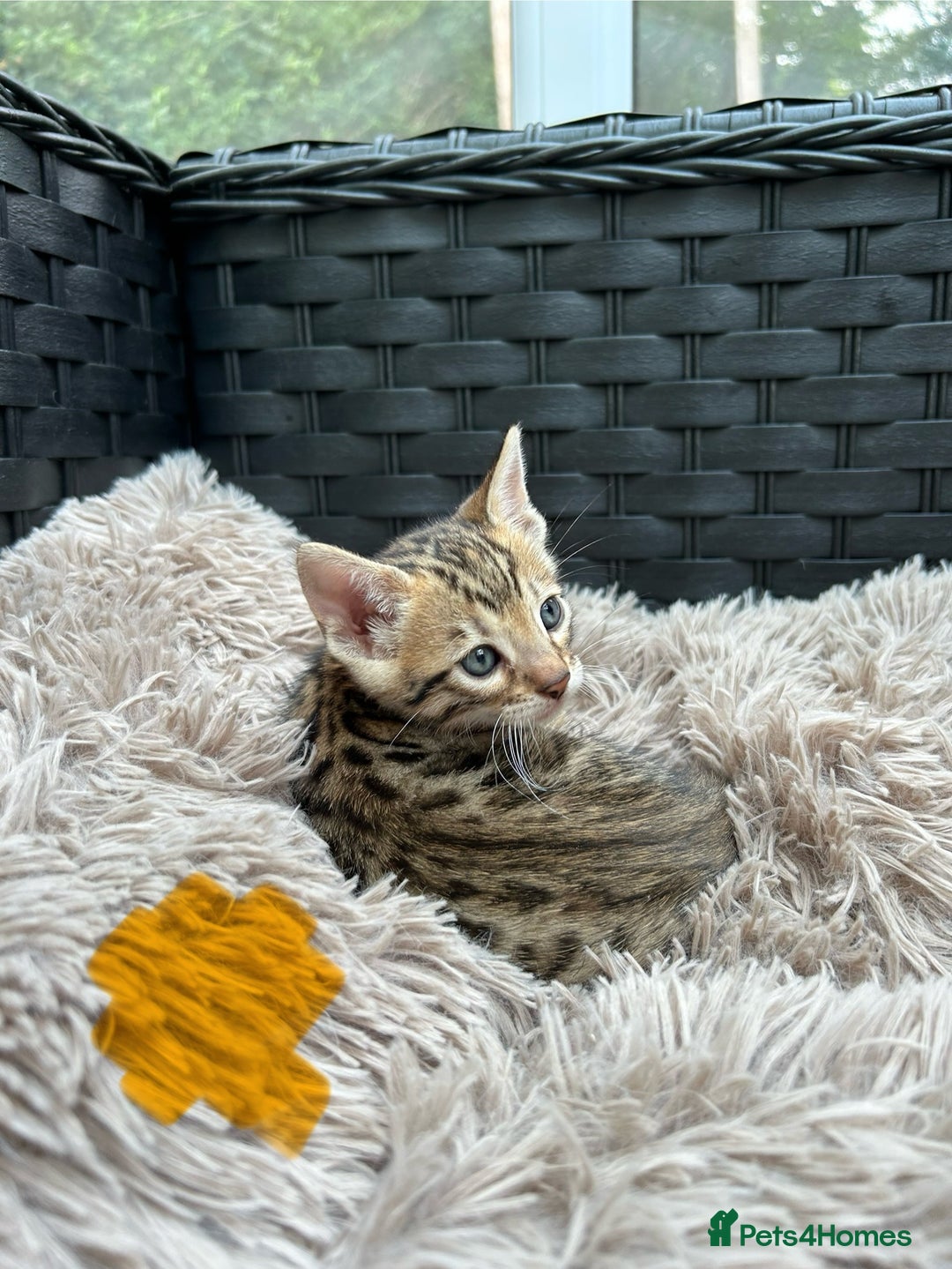 Bengal cats for sale: ❤️ PURE BENGAL KITTENS FOR RESERVATION! ❤️ in Birmingham - Image 26