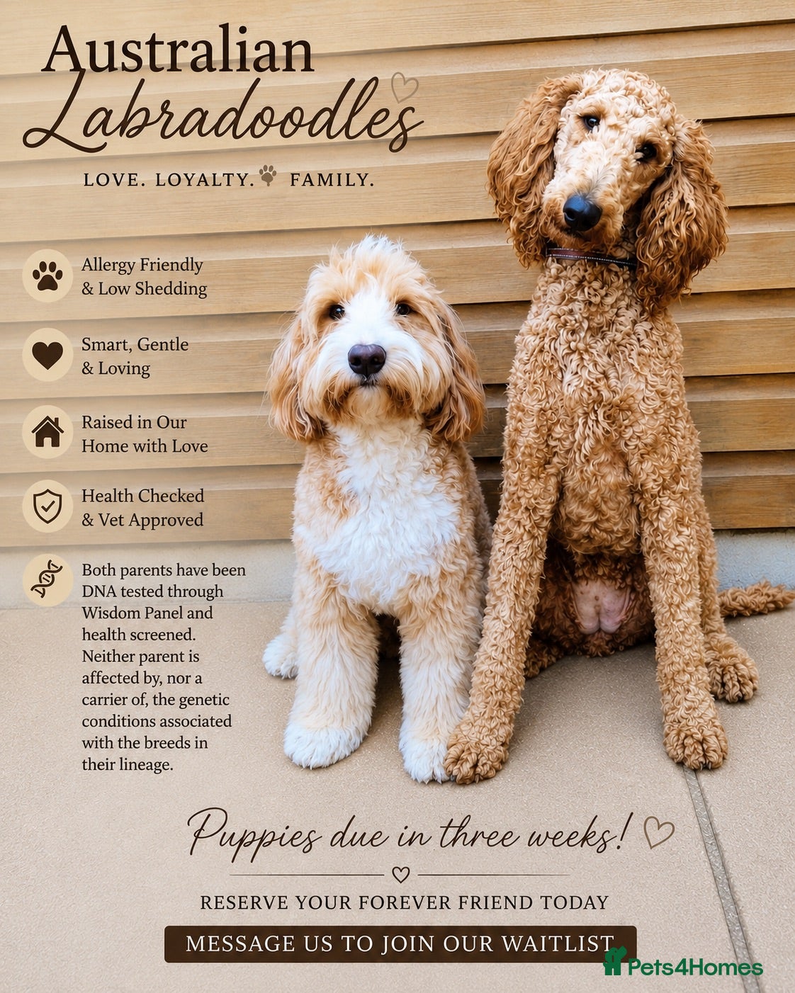 Australian Labradoodle dogs Pregnancy announcement 📣 waiting list now open 📣 - Advert 1