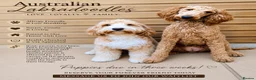 Australian Labradoodle dogs for sale: Pregnancy announcement 📣 waiting list now open 📣 - Advert 1