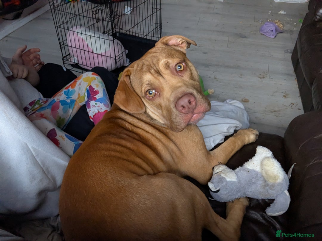 Mixed Breed dogs for sale: Medium size dog  - Image 8