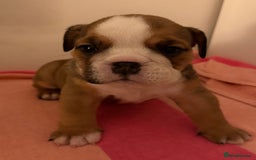 English Bulldog dogs for sale: Amazing British bulldogs  - Image 13