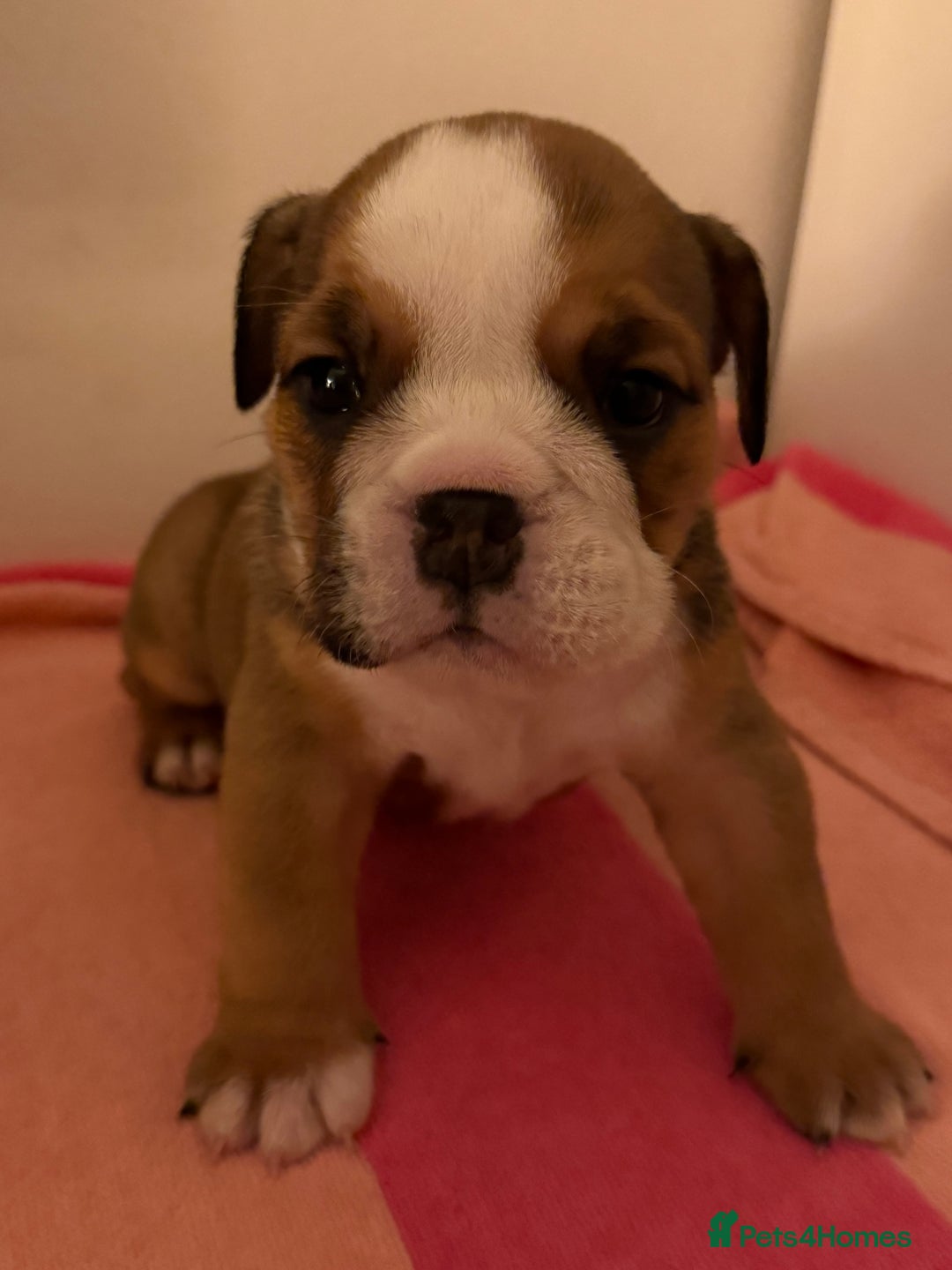 English Bulldog dogs for sale: Amazing British bulldogs  - Image 13