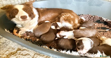 Border Collie dogs - Advert 7