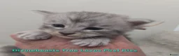 Maine Coon cats for sale: STUNNING RARE Maine Coons Shaded Shell Silver - Advert 6
