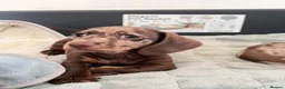 Dachshund dogs for sale: 3 Dachshund girls in Nelson - Advert 8
