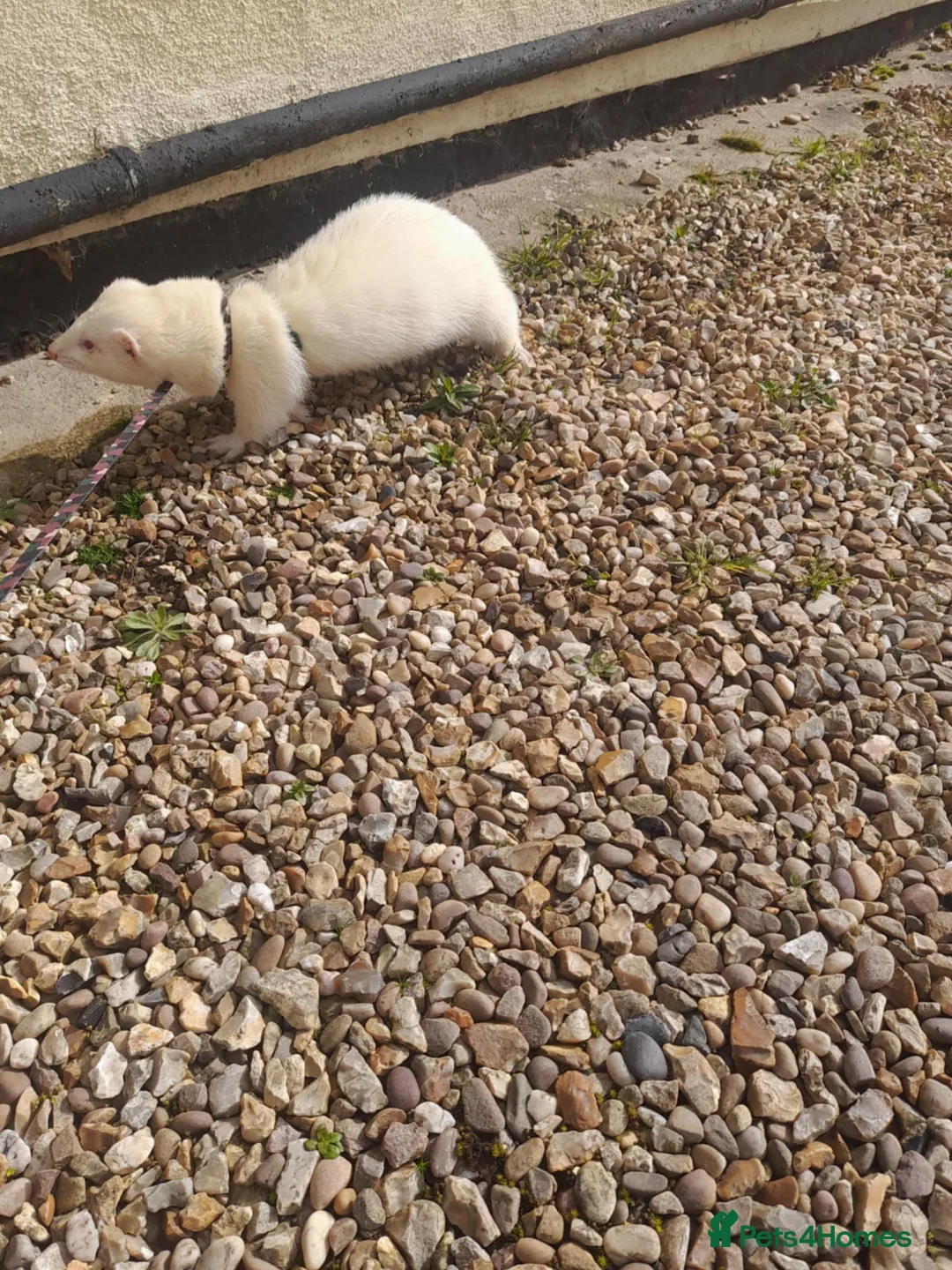 Ferret rodents for sale: Intact Male Albino Ferret - Advert 2
