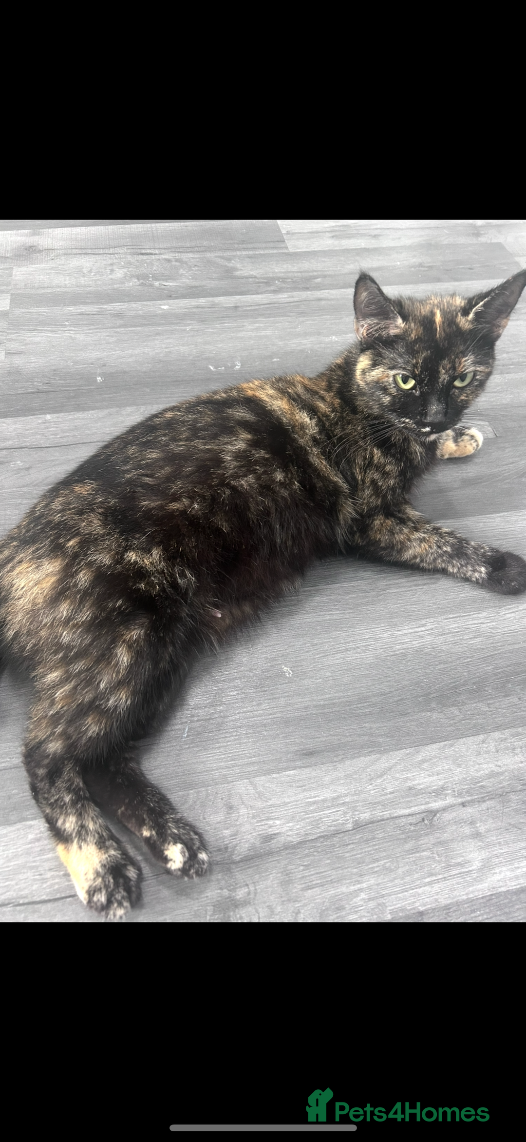 Bengal cats for sale: Beautiful bengal kittens  - Advert 2