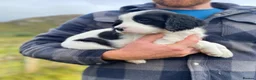 English Springer Spaniel dogs for sale: Springer Spaniel Puppies – 3 Girls Available - Advert 15