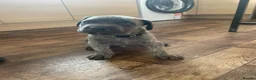Cane Corso dogs for sale: Cane corso puppies in Evesham - Advert 7