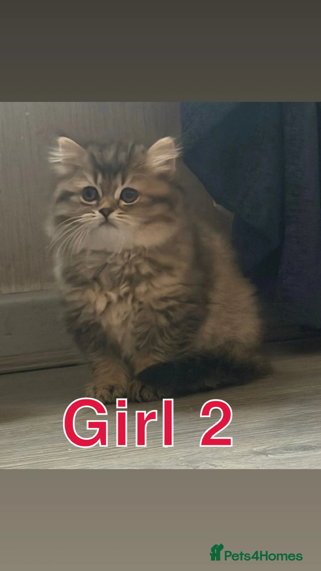 British Longhair cats for sale: British Semi Haired Kittens - Advert 3