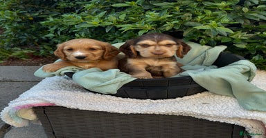Cocker Spaniel dogs in Market Drayton - Advert 4