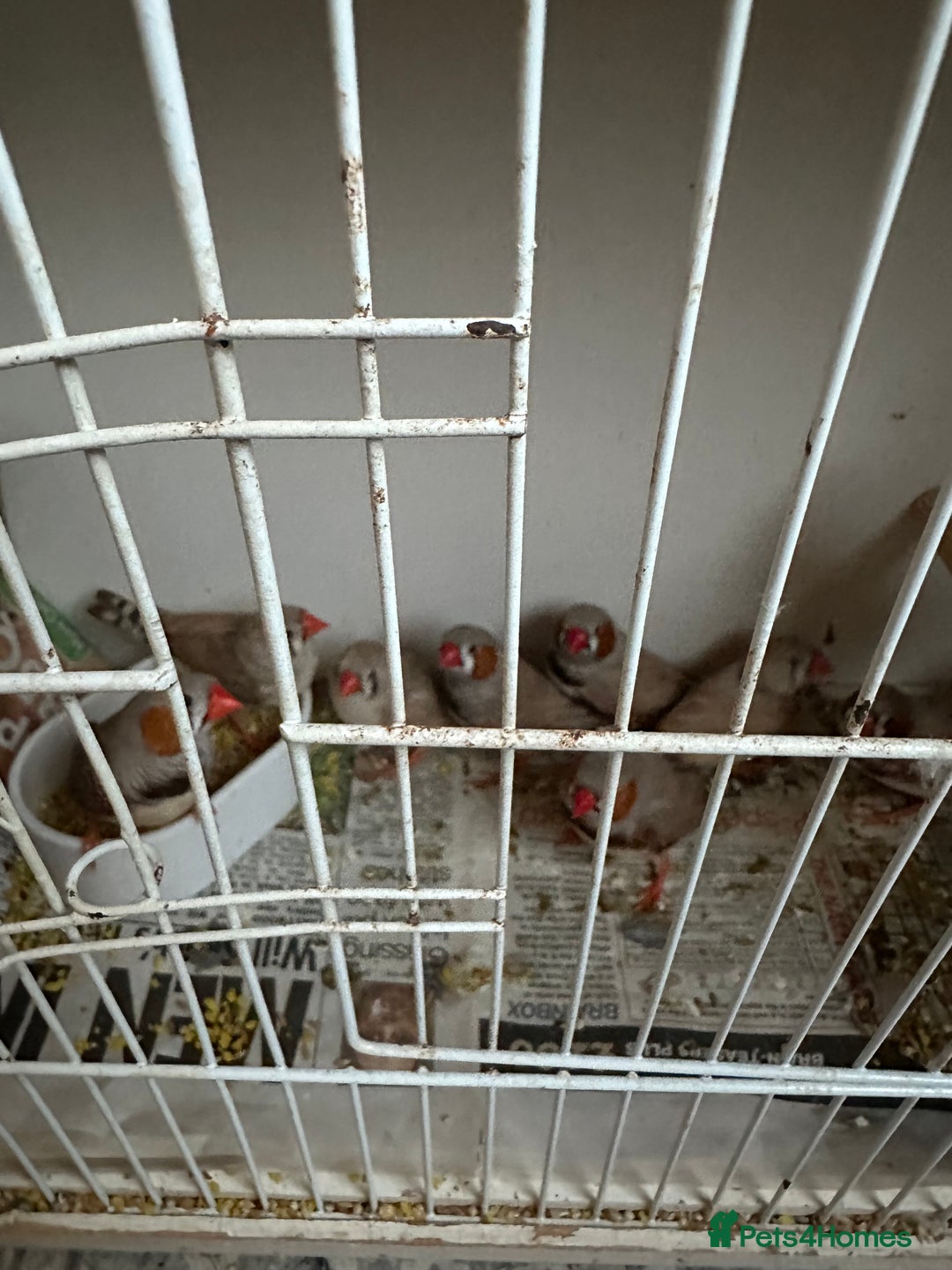 Finches birds for sale: Zebra finches mixed sexes  - Image 2