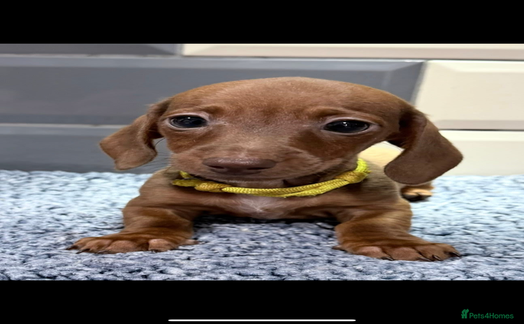 Miniature Dachshund dogs Ready now Outstanding kc reg pra clear minis  - Advert 6