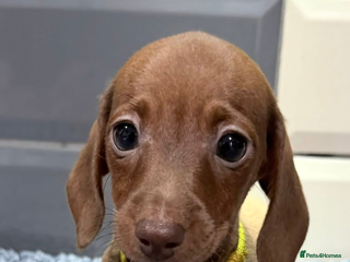 Miniature Dachshund dogs Ready now Outstanding kc reg pra clear minis - Advert 10