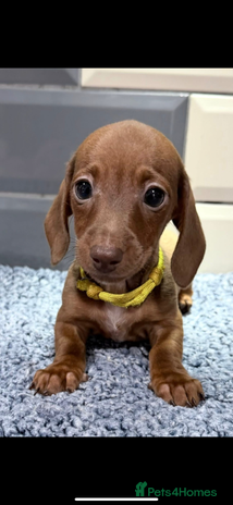 Miniature Dachshund dogs Ready now Outstanding kc reg pra clear minis - Advert 6