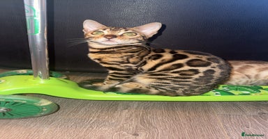 Bengal cats - Advert 14