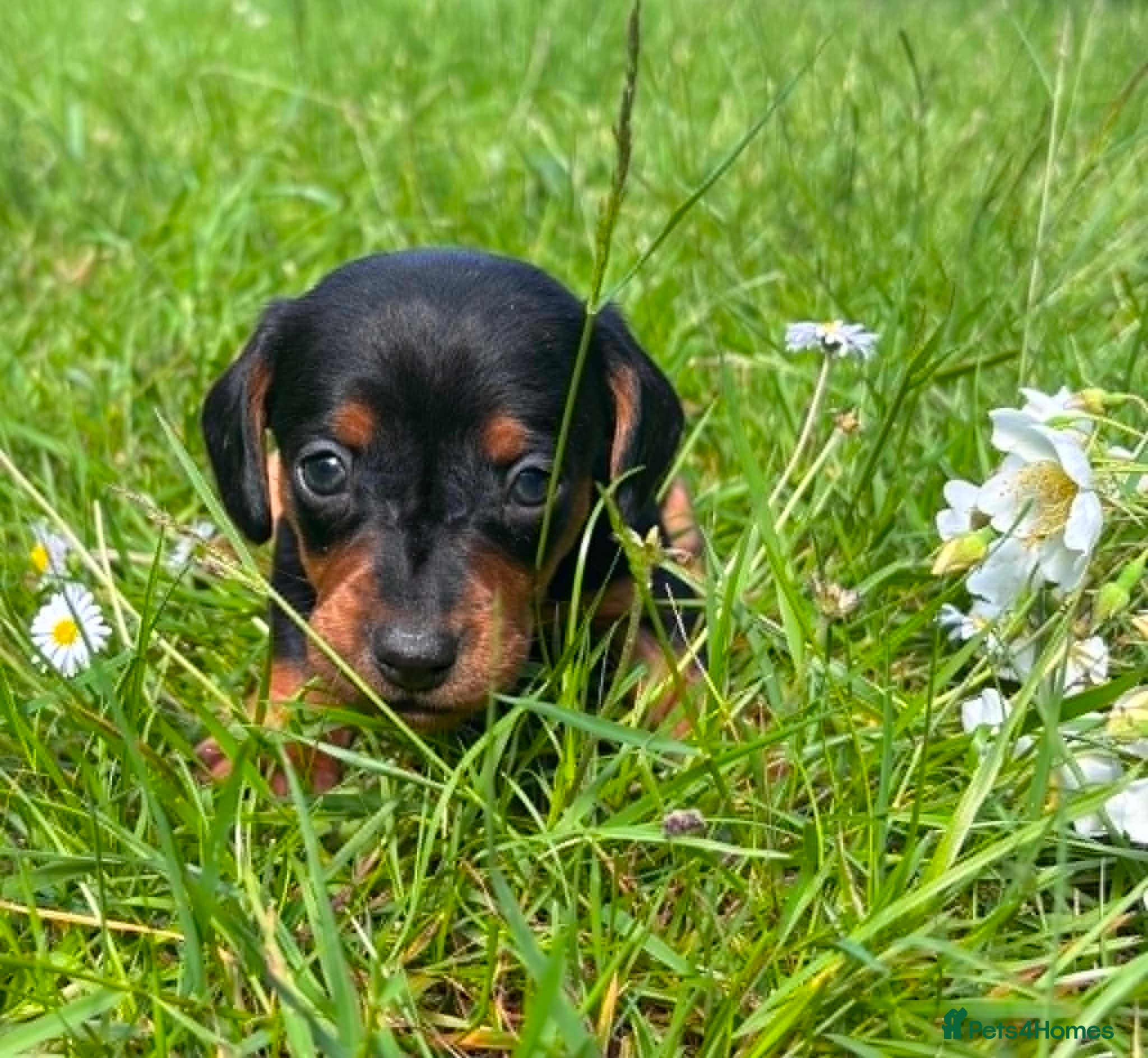 Dachshund dogs Dachshund puppies - Advert 2