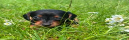 Dachshund dogs for sale: Dachshund puppies in Leicester - Advert 2