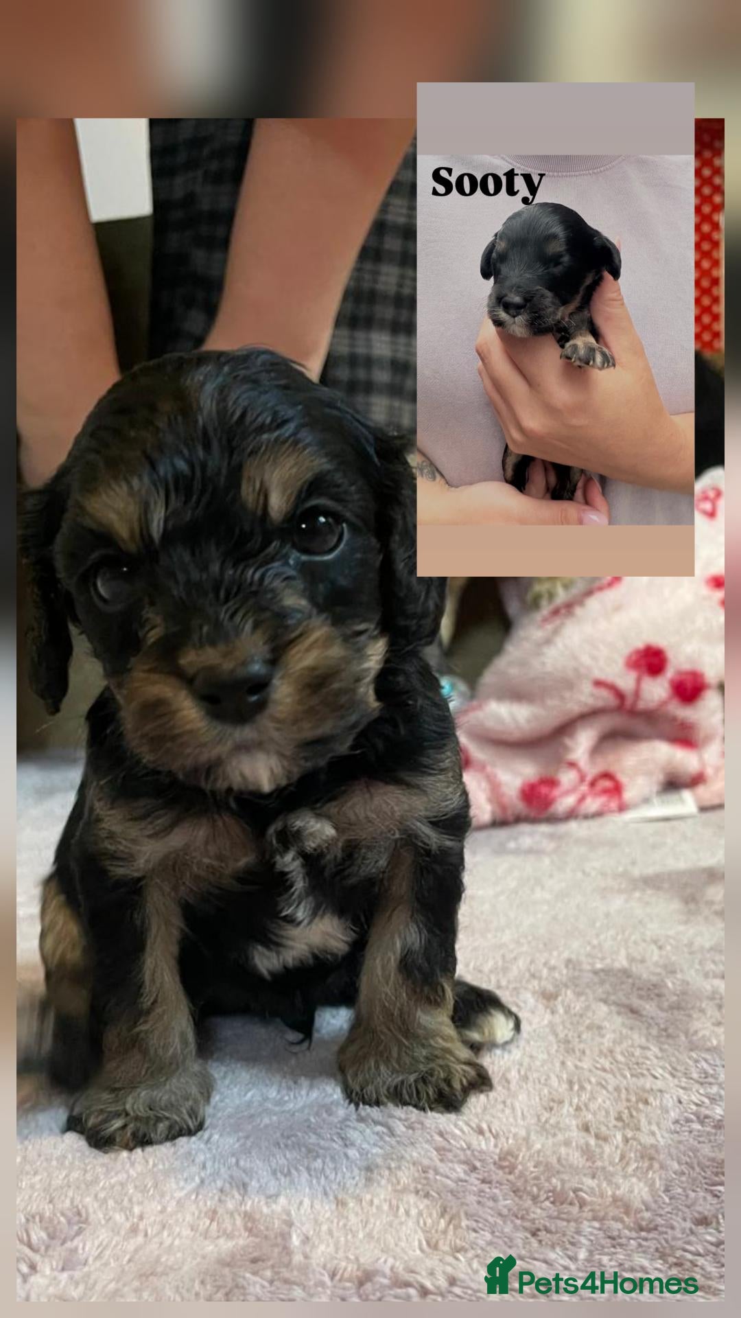 Cavapoo dogs for sale: Peggy's teddy bear picnic - Advert 2