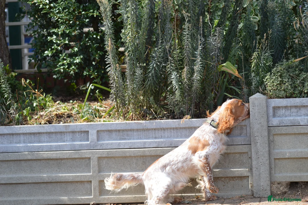 Cocker Spaniel dogs for stud: For stud only  - Advert 1