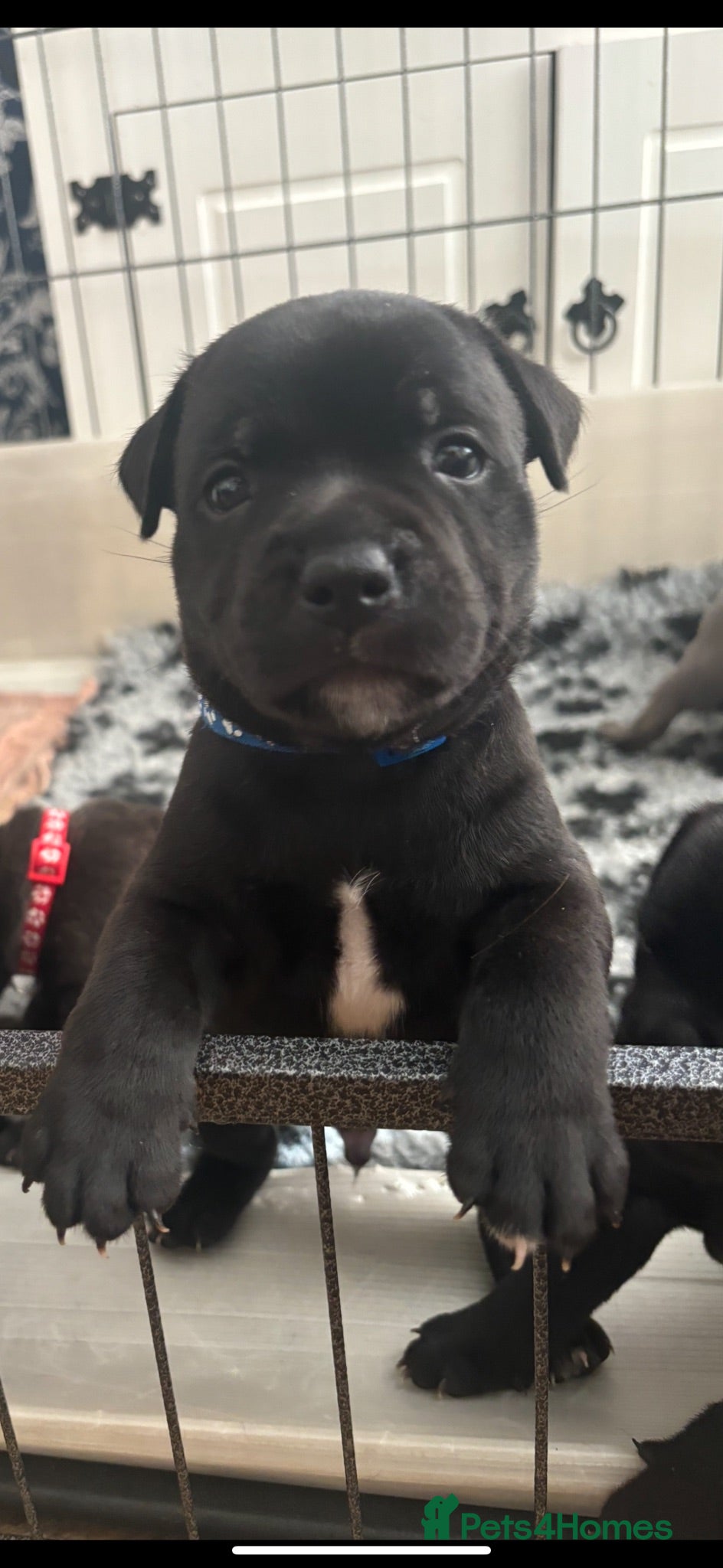 Staffordshire Bull Terrier dogs Stunning Litter 🖤💙 CH Bill & Nova - Advert 13