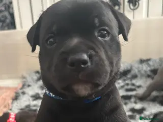 Staffordshire Bull Terrier dogs Stunning Litter 🖤💙 CH Bill & Nova - Advert 13