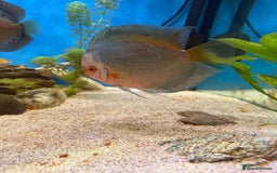 Discus fish for sale: 10 discus for sale due to house move - Advert 13