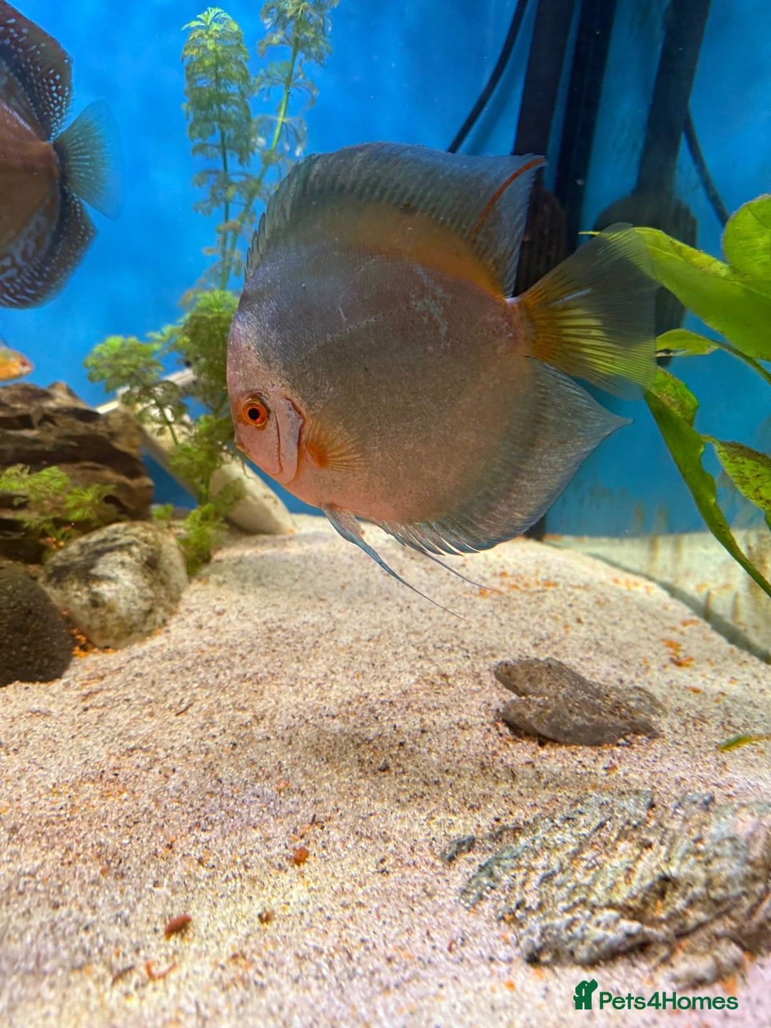 Discus fish for sale: 10 discus for sale due to house move - Advert 13