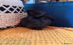 Lionhead rabbits for sale: Lionhead Babies for Sale  - Image 3